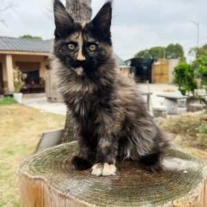 chatonne Maine Coon écaille de tortue femelle robe mélangée