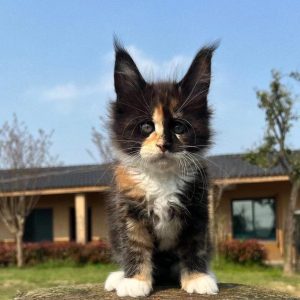 chatonne Maine Coon femelle visage deux couleurs bicolore