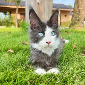 chaton mâle bleu et blanc yeux bleus audition normale