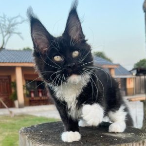 chatonne Maine Coon noir et blanc bicolore femelle tuxedo