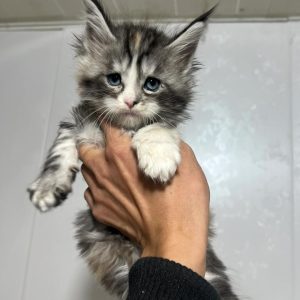 chatonne calico silver argentée tricolore yeux bleus femelle rare