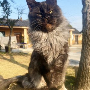 chaton Maine Coon mâle fumé smoke robe clair-obscur