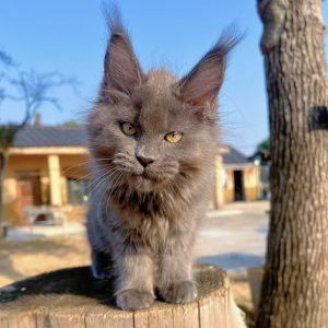 chatonne Maine Coon bleue grise femelle