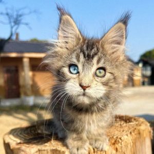 chatonne brown tabby hétérochromie yeux stables gènes fixes