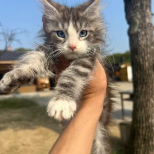 chatonne Maine Coon silver tabby tigré argent yeux bleus femelle