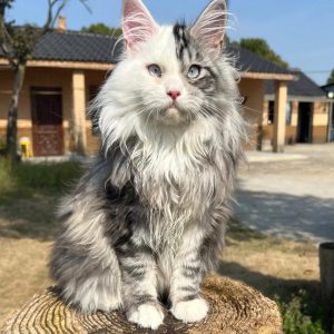 chaton masque silver patch argenté yeux bleus intenses