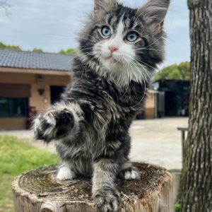 chatonne Maine Coon brown tabby et blanc marques blanches yeux bleus