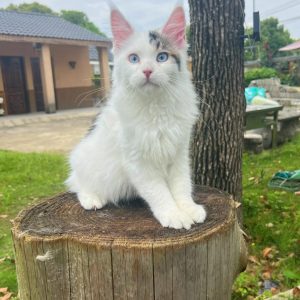 Ariadne: Chatonne Maine Coon Blanc aux Yeux Bleus – L'Élégance d'un Flocon de Neige
