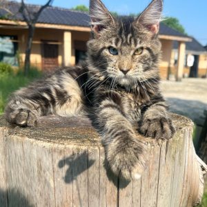 Aurora: Chaton Maine Coon Femelle – Hétérochromie et Regard de Canard Mandarin