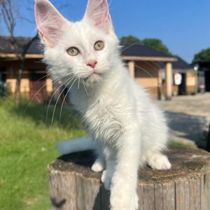 Alex: Chaton Maine Coon Blanc – Un Nuage de Douceur aux Yeux d'Or
