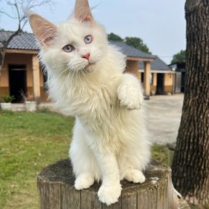 chaton blanc aux yeux bleus à adopter