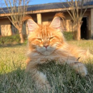 Arlo: Le Magnifique Mâle Red Tabby de la Chatterie de Strasbourg