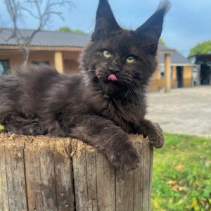 Archie: Le Petit Prince Black Smoke de la Chatterie de Strasbourg