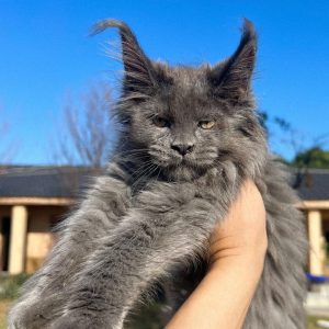 Anarchy: Maine Coon Bleu – L'Élégance Sereine d'un Géant Azur