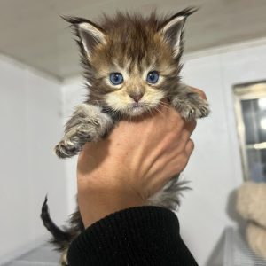 chaton Maine Coon yeux bleus intenses pure race