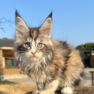 chatonne Maine Coon silver patch tache argentée yeux bleus femelle