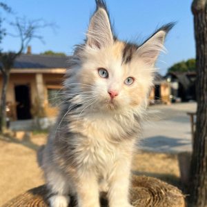 chatonne calico tricolore yeux bleus intenses femelle