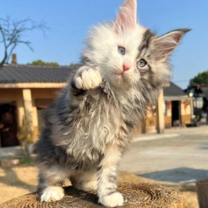 chatonne masque silver patch tache argentée yeux bleus intenses
