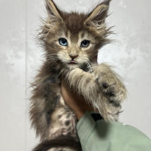 chatonne tigrée hétérochromie yeux vairons femelle