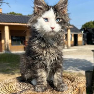 chatonne brown tabby open-face visage dégagé yeux bleus femelle
