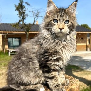 chatonne brown tabby tigrée brune yeux bleus femelle