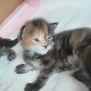 chatonne calico tricolore visage deux couleurs yeux bleus