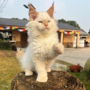 alfie: magnifique mâle maine coon red silver Éclat et caractère