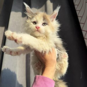 chatonne calico douce peluche tricolore pastel bébé chat câlin