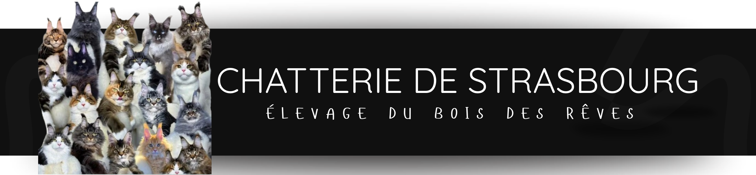 black and teal modern gym & fitness youtube banner