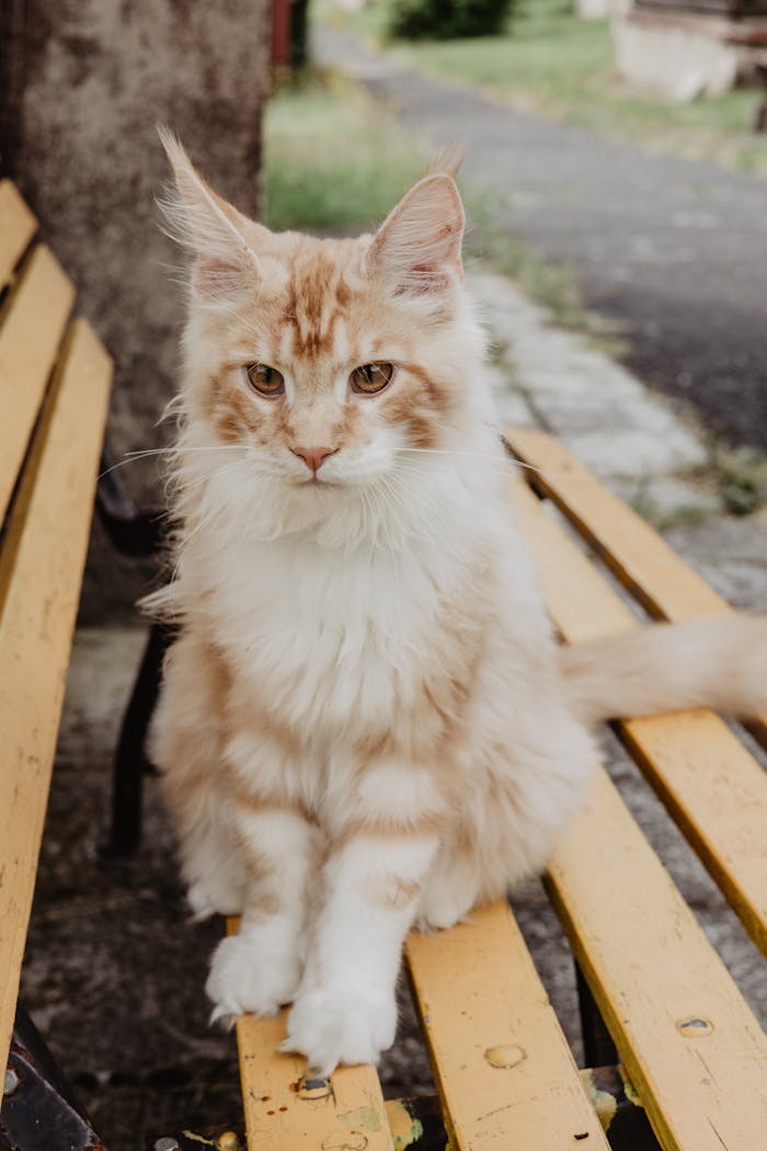 Charming Maine Coon cat with fluffy fur sitting on a yellow park bench outdoors.