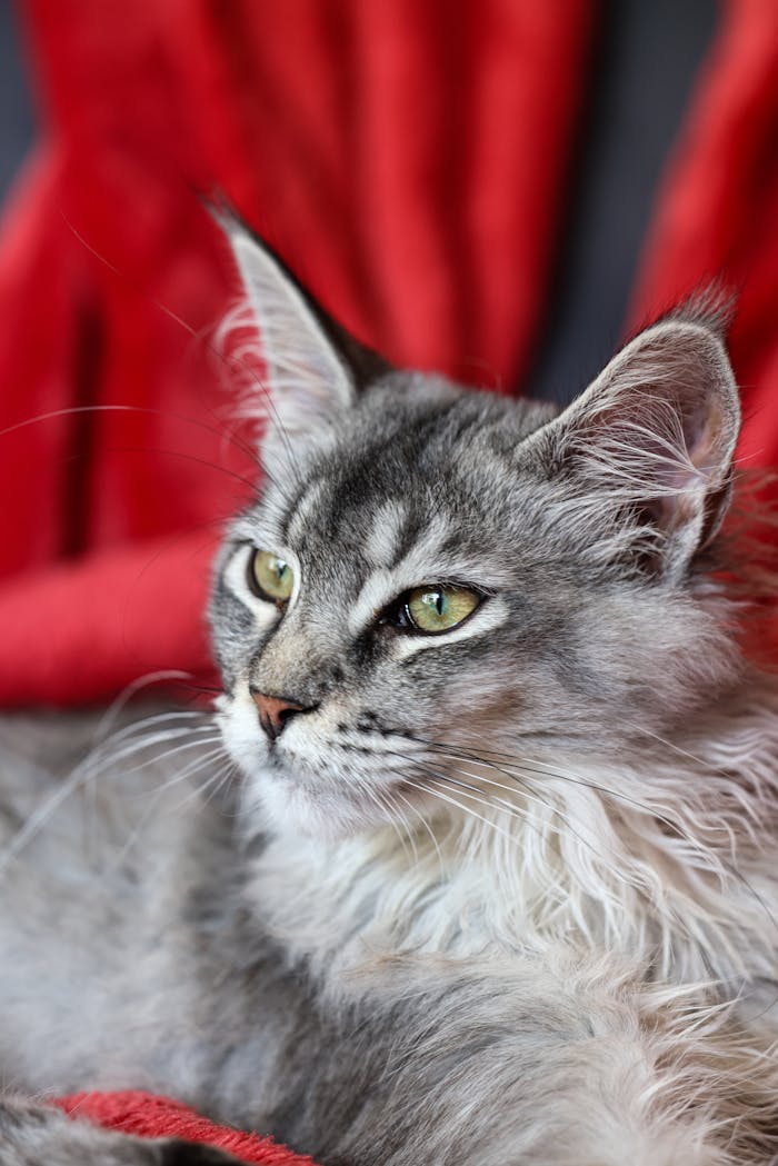 A detailed portrait of a Maine Coon cat with striking green eyes against a red background.