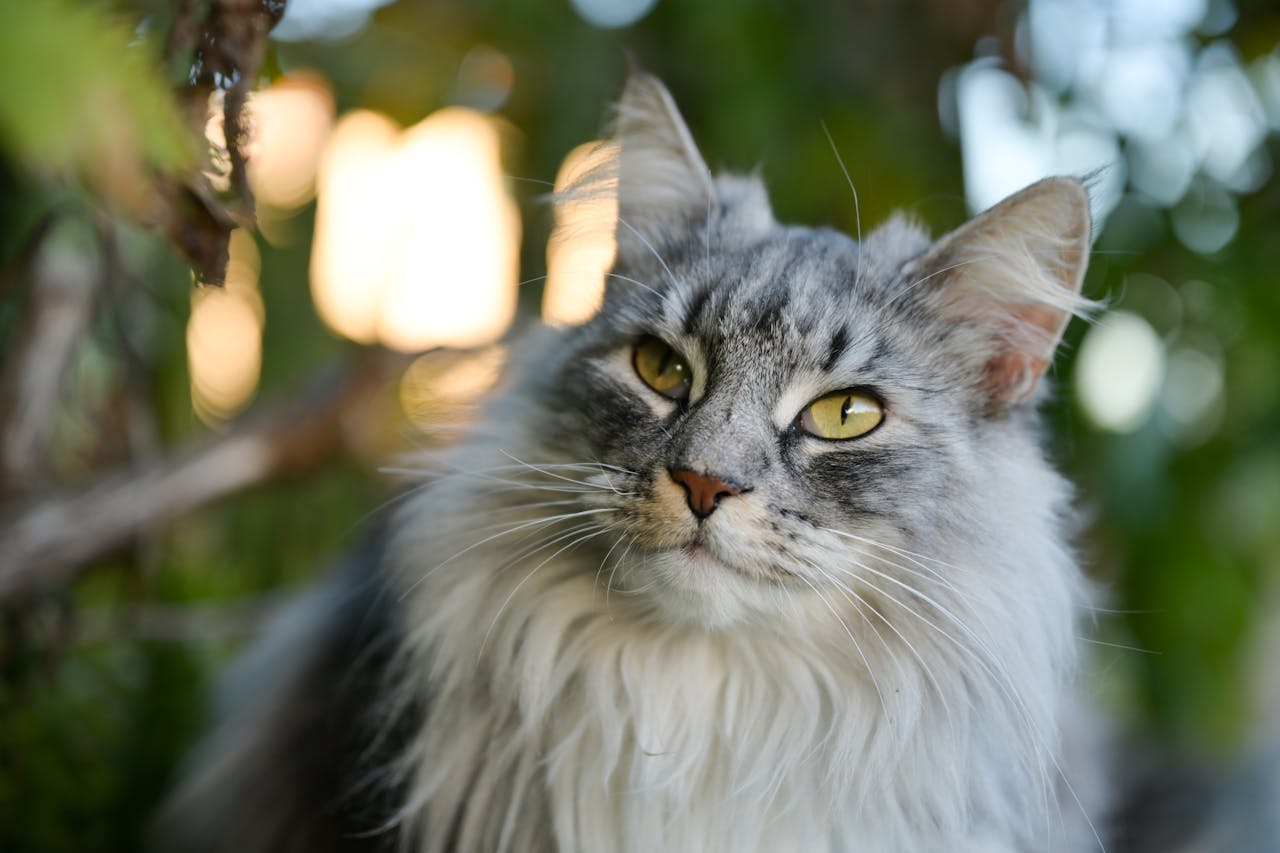 Close-up of a Maine Coon cat with lush fur basking in a sunlit garden setting.