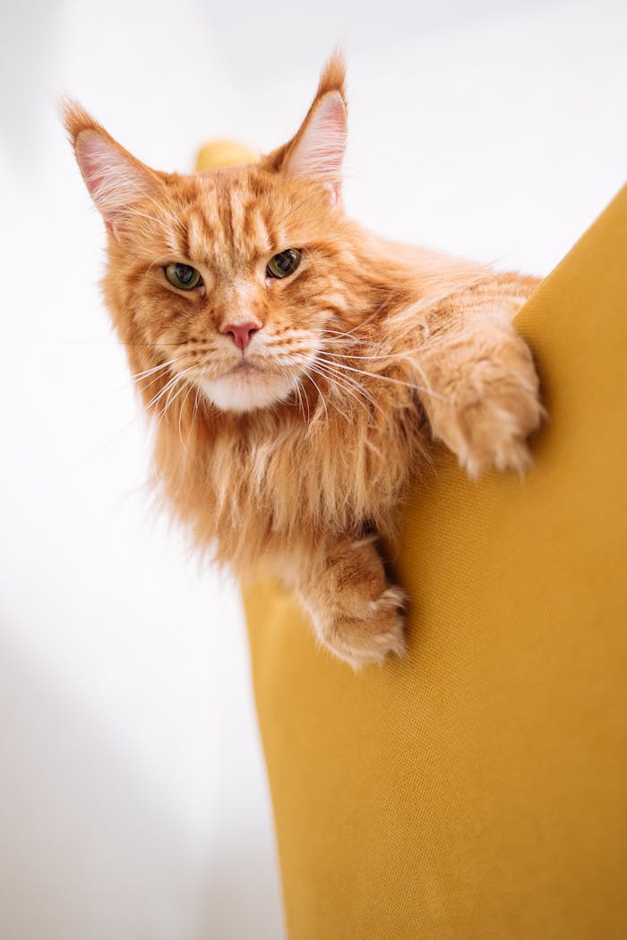 Adorable ginger Maine Coon cat relaxing on a yellow chair, showcasing its fluffy fur and whiskers.