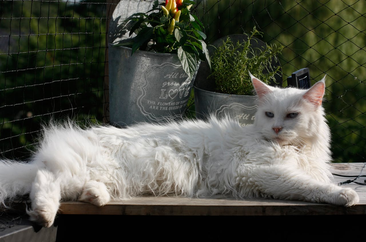 A fluffy white Maine Coon cat lounges outdoors on a sunny day, surrounded by potted plants.