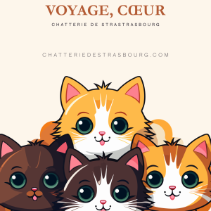 Les 3 Piliers du Maine Coon – budget, voyage, santé